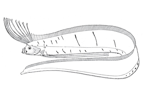 Oarfish King Of Herrings Coloring Page